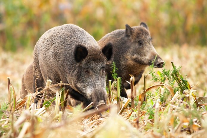 Caccia al cinghiale a singolo nelle aree non vocate s.v. 2023/2024